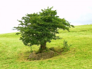 a tree in a field