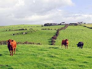 Pasture along Northern Ireland's Coast Road