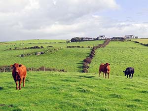 Pasture along the Northern Ireland  Coast Road