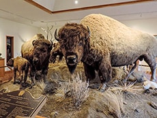 a buffalo exhibit in a museum