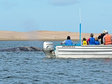people in boat watching a whale in Galapagos