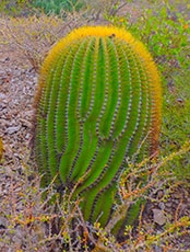A rare barrel Cactus in Galapagos