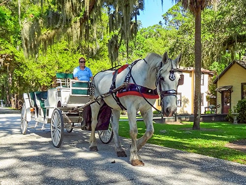 a white horse pulling a carriage on the Golden Isles of Georgia