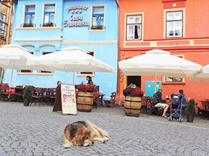 a dog sleeping in the road