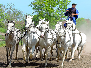 cowboy atop white stallions