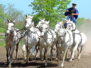 cowboy atop white stallions in Eastern Europe