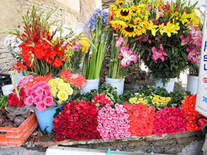 groups of brighly colored flowers