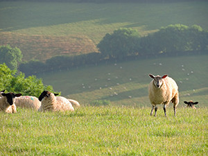 sheep on a hill