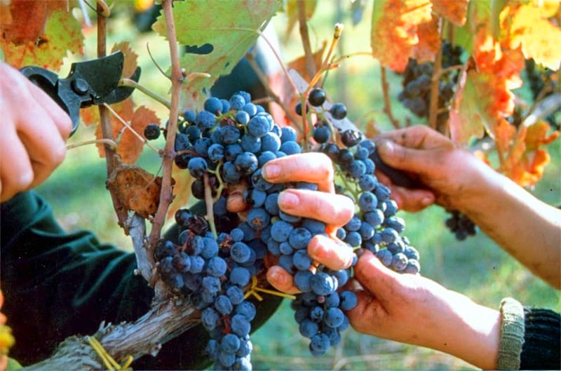 harvesting grapes in Irpinia