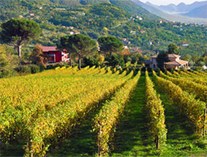 wine vineyard