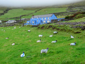 sheep on a hill in Ireland