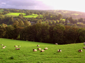 sheep on a hillside in Ireland