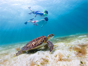 a sea turtle in the Caribbean