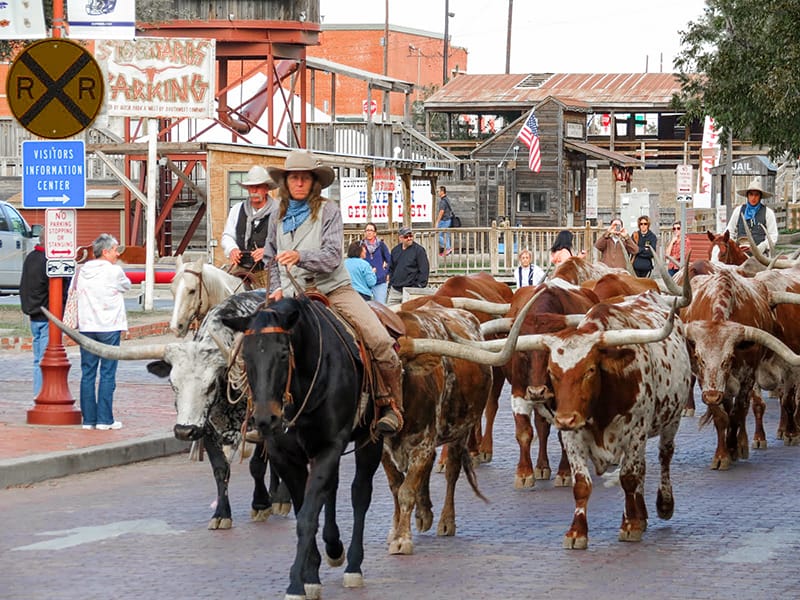 Cattle drive, Fort Worth, TX NeverStopTraveling