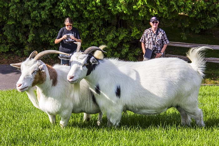 people watching goats 