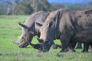 Rhinoceroses seen grazing on safari in kenya