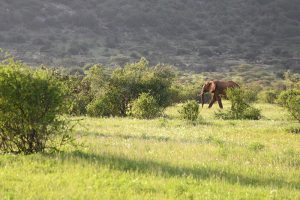 an elephant seen on safari in kenya