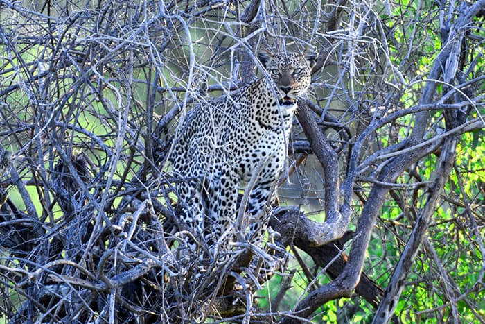 A leopard seen on safari in kenya