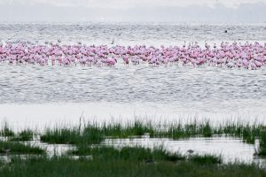 Pink flamingos on safari in kenya