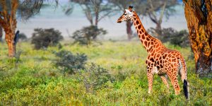 a giraffe seen on safari in kenya