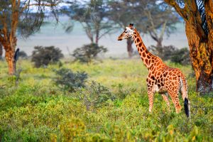 a giraffe seen on safari in kenya