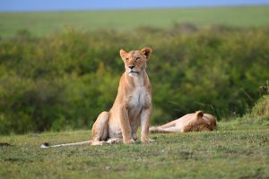 a lioness seen on safari in kenya