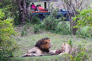 lions with kill on safari  - seen on a Kenya and Tanzania safaris