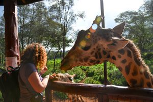 woman feeding giraffe on safari in kenya