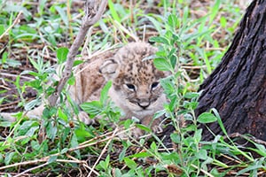 a lion cub in Tanzania