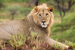 a male lion in Tanzania