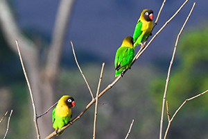 colorful birds in a tree in Tanzania