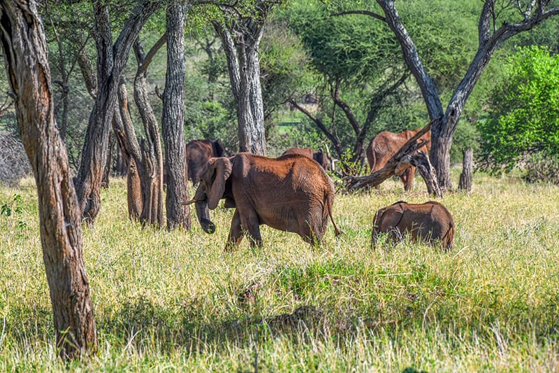 elephants in a park seen on a Tanzania safari