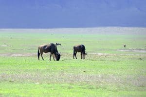 wildebeest grazing in Tanzania