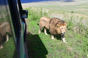 a lion walking by a car in Tanzania