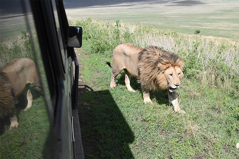 A lion walking past a safari venicle seen on our Tanzania safari