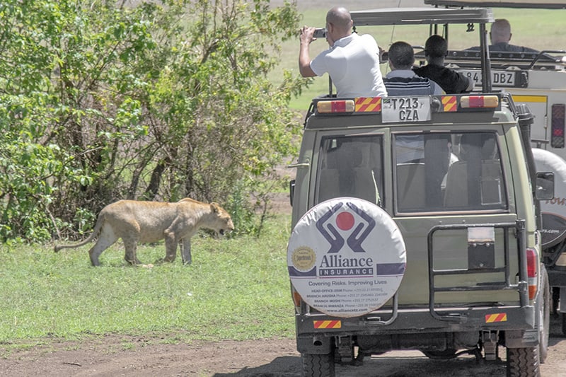 people taking photos of a lion on a safari in Tanzania