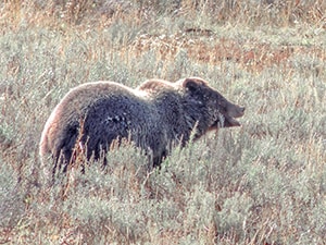 a grizzly bear seen on a Yellowstone family vacation