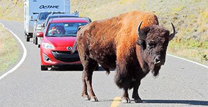 Yellowstone Family Vacation