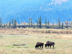 buffalo seen grazing on a Yellowstone family vacation
