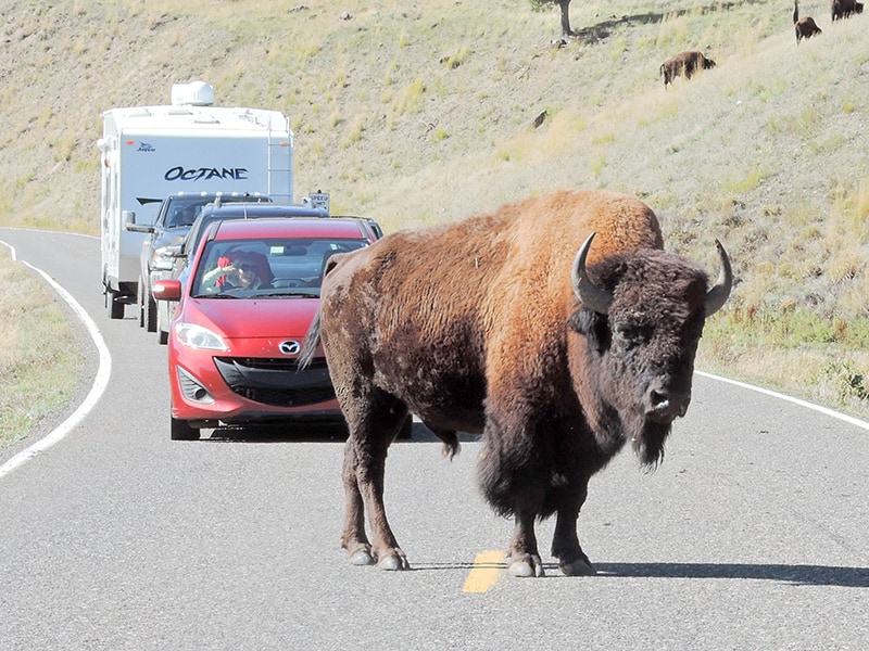 a bison seen on a Yellowstone family vacation