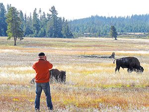 man photographing bison seen on a Yellowstone family vacation