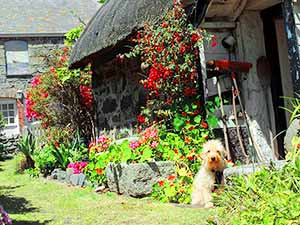 dog in a garen in Cornwall