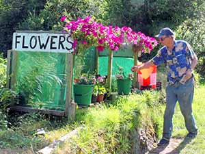 a roadside flower stand in Cornwall