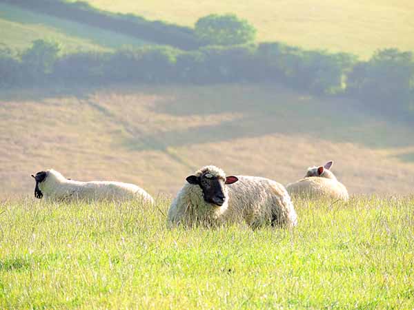 sheep on a hill in Cornwall