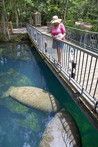 A woman watching manatees in Homosassa Springs Wildlife State Park