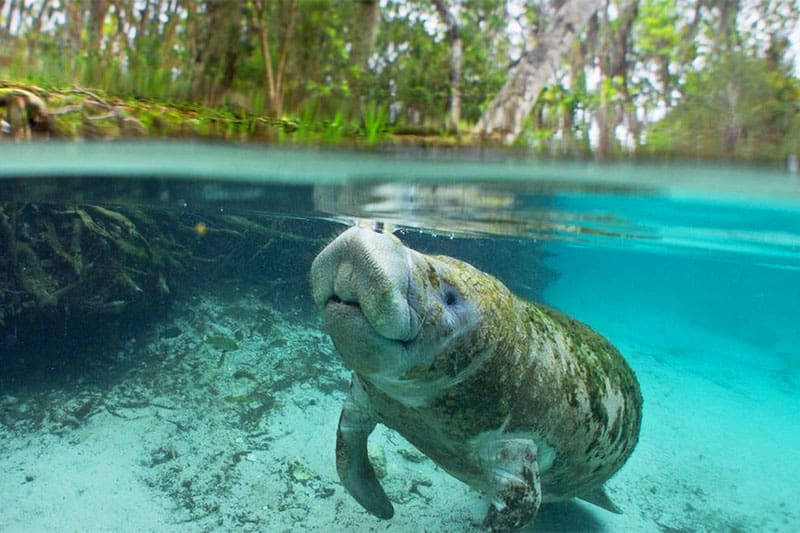 A manatee in the water at Weeki Wachee Springs
