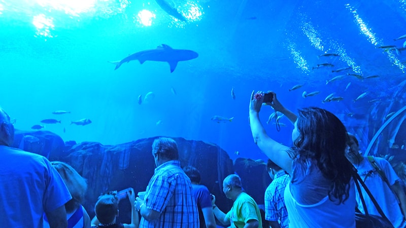 people in an quarium, one of the things to do in Atlanta with kids