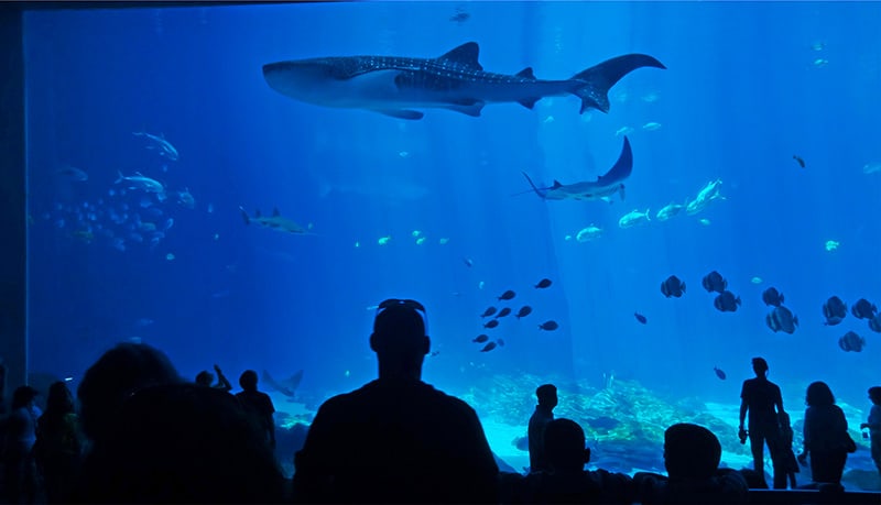 people in an quarium, one of the things to do in atlanta with kids