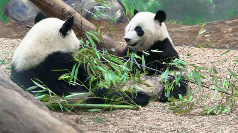 pandas in a zoo, one of the things to do in atlanta with kids