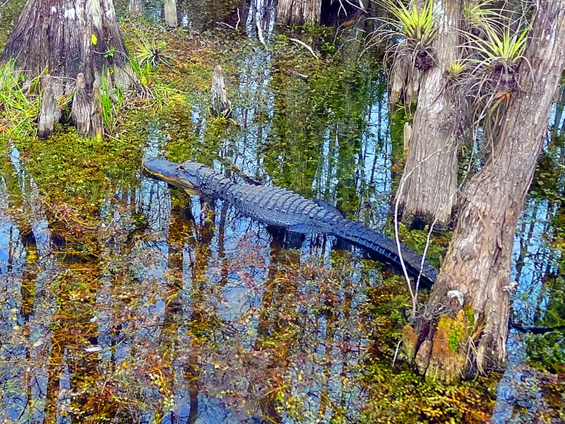 an alligator near Florida's Alligator Alley